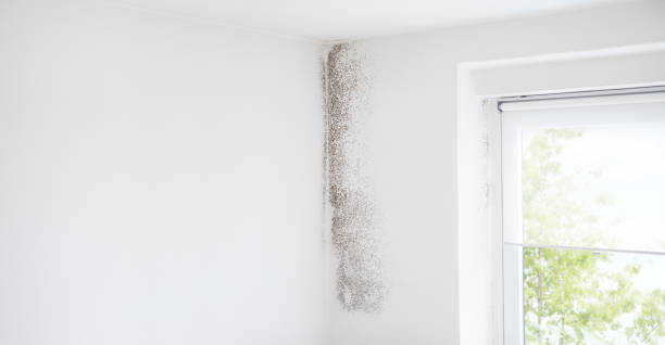 Best Water Damage & Mold Remediation  in Goodyear, AZ