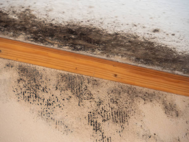 Best Environmental Consulting for Mold Prevention  in Goodyear, AZ