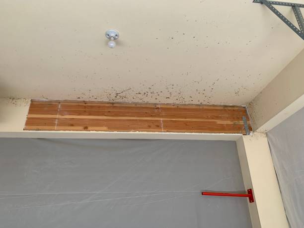 Professional Mold Removal in Goodyear, AZ